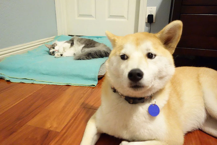 take-look-cats-stole-dog-beds-didnt-care-12