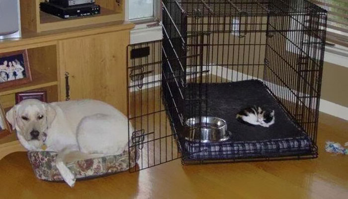 take-look-cats-stole-dog-beds-didnt-care-13