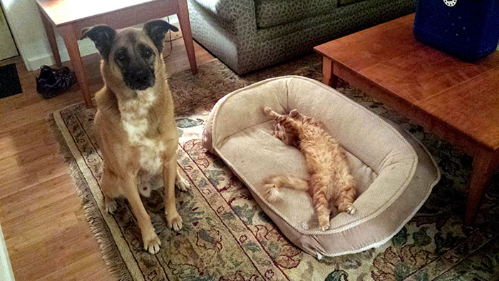 take-look-cats-stole-dog-beds-didnt-care-14