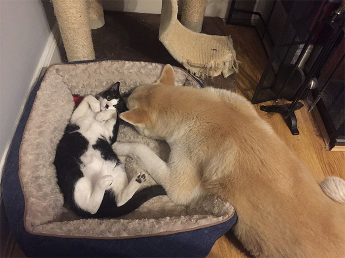 take-look-cats-stole-dog-beds-didnt-care-15