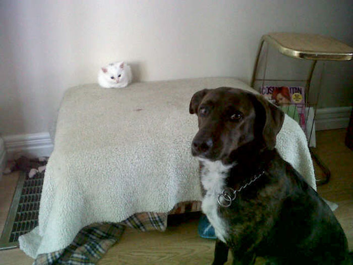 take-look-cats-stole-dog-beds-didnt-care-16