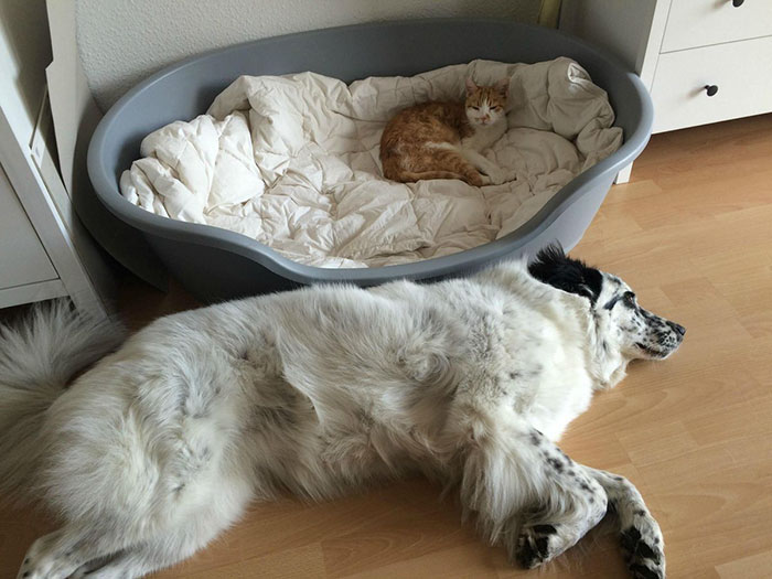 take-look-cats-stole-dog-beds-didnt-care-17