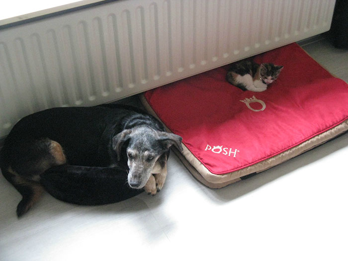 take-look-cats-stole-dog-beds-didnt-care-18