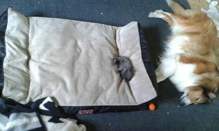 take-look-cats-stole-dog-beds-didnt-care-4