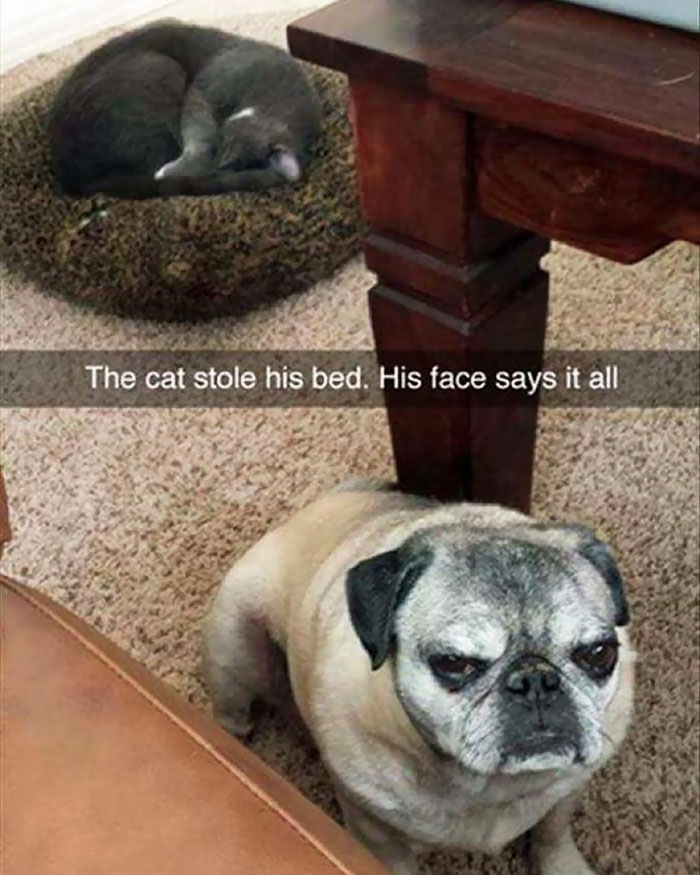 take-look-cats-stole-dog-beds-didnt-care-5