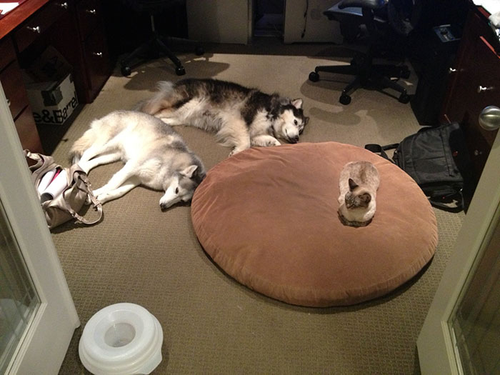 take-look-cats-stole-dog-beds-didnt-care-6