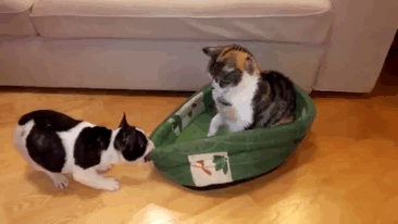 take-look-cats-stole-dog-beds-didnt-care-7