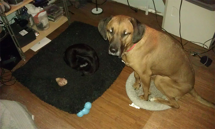 take-look-cats-stole-dog-beds-didnt-care-9