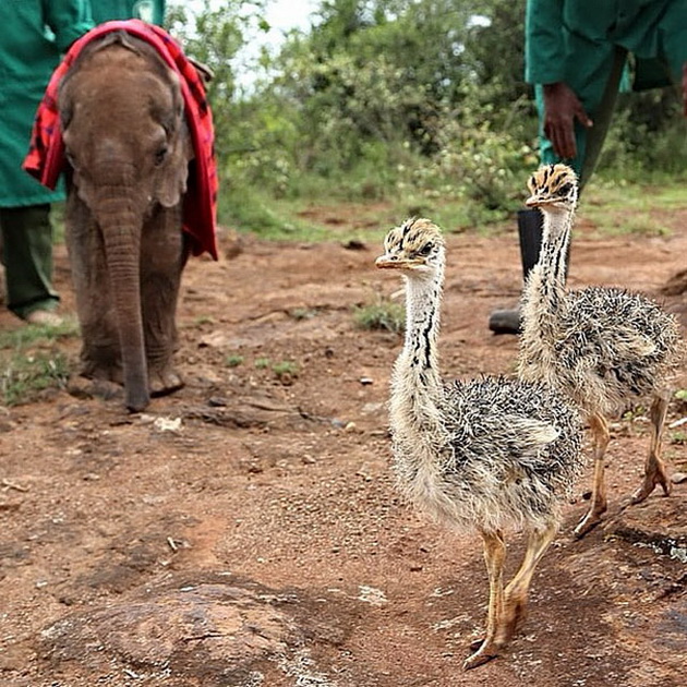 ostrich-hugs-the-abandoned-baby-elephant-that-misses-his-mother-2