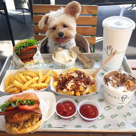 rescued-dog-that-was-once-starving-now-eats-in-the-most-fancy-restaurants-with-his-new-owner-1