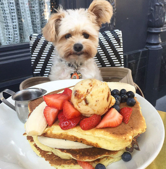 rescued-dog-that-was-once-starving-now-eats-in-the-most-fancy-restaurants-with-his-new-owner-10