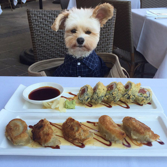rescued-dog-that-was-once-starving-now-eats-in-the-most-fancy-restaurants-with-his-new-owner-12