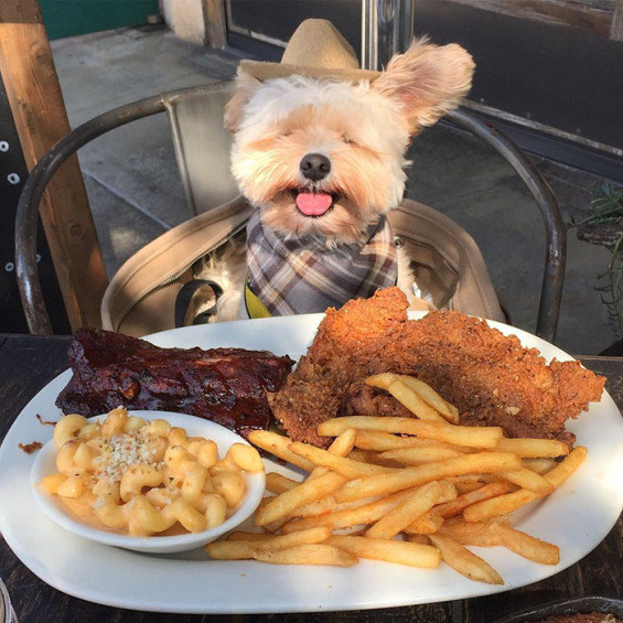rescued-dog-that-was-once-starving-now-eats-in-the-most-fancy-restaurants-with-his-new-owner-13