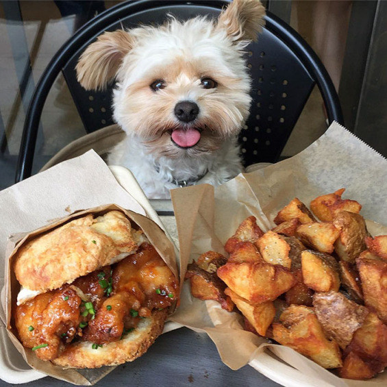 rescued-dog-that-was-once-starving-now-eats-in-the-most-fancy-restaurants-with-his-new-owner-5