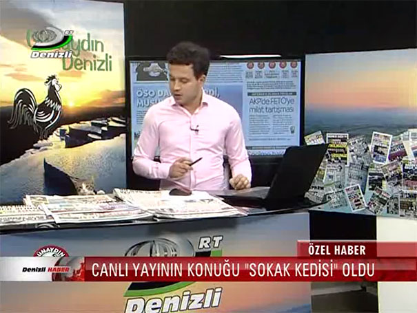stray-cat-comes-nowhere-middle-live-news-broadcast-turkey-1