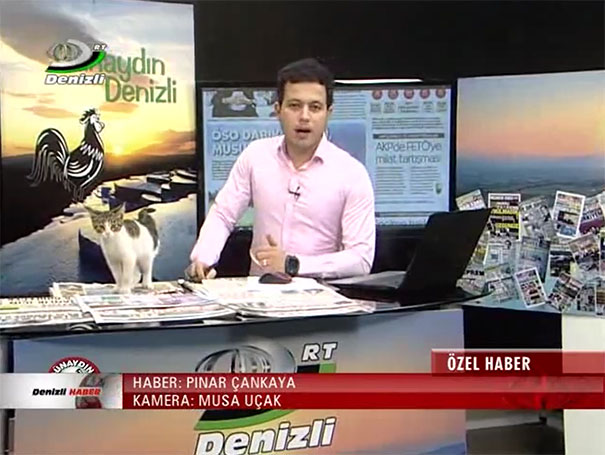 stray-cat-comes-nowhere-middle-live-news-broadcast-turkey-3