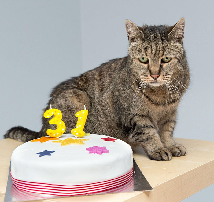 the-worlds-oldest-cat-has-just-celebrated-his-31st-birthday-4