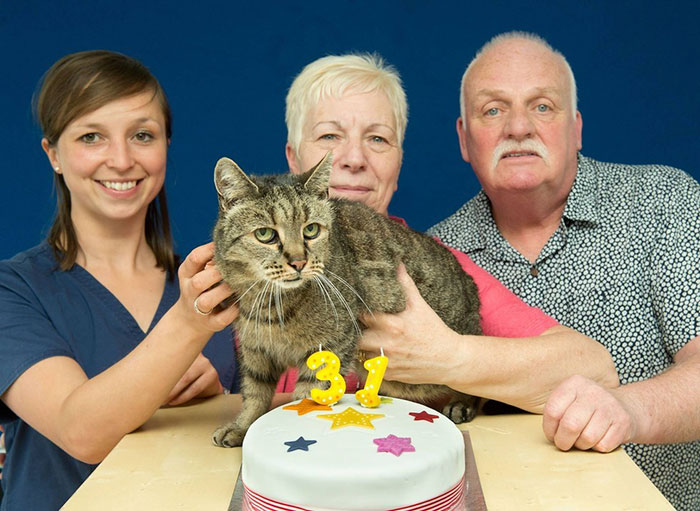 the-worlds-oldest-cat-has-just-celebrated-his-31st-birthday-7
