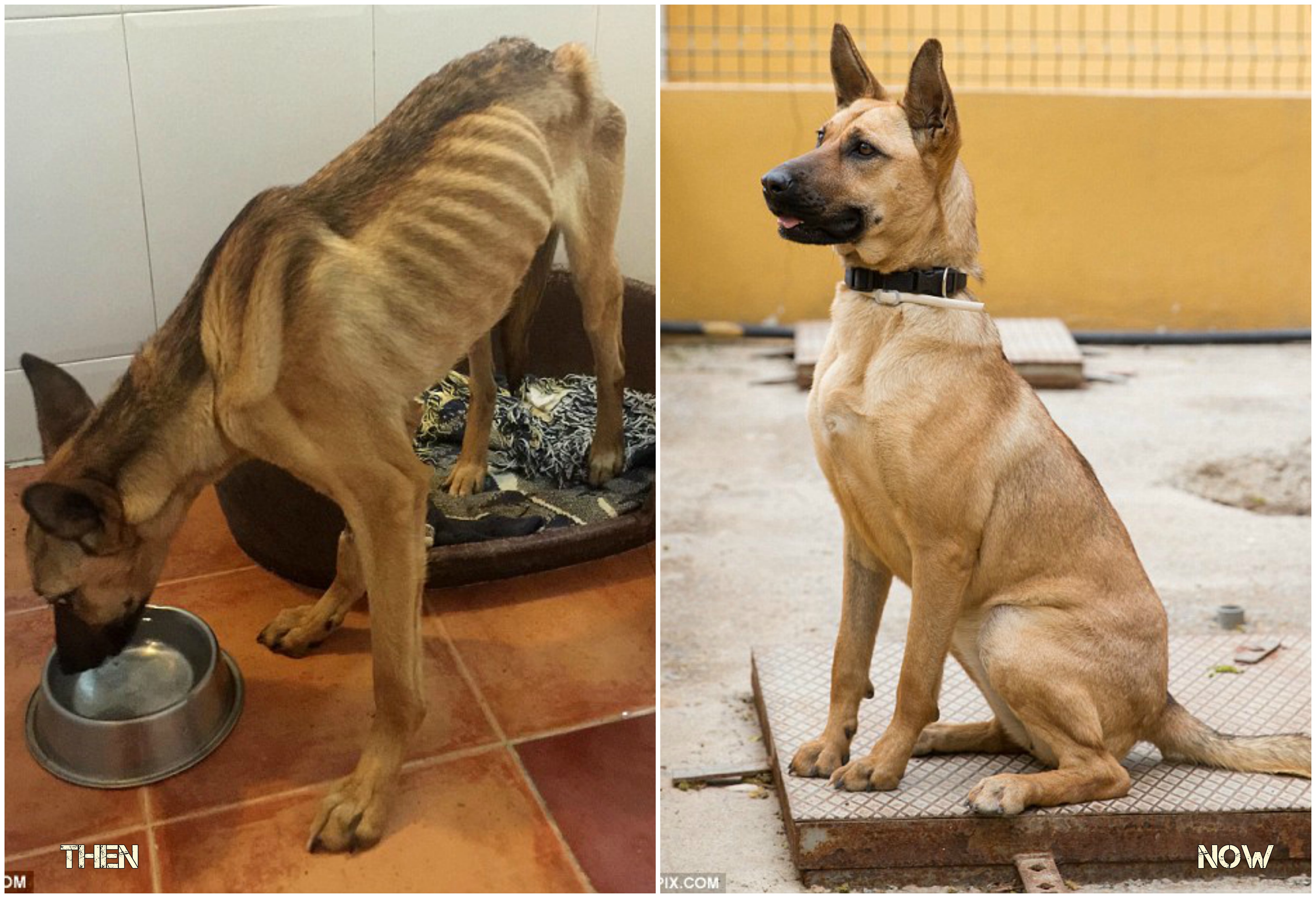 incredible-recovery-of-starving-puppy-whose-organs-were-almost-failing-1