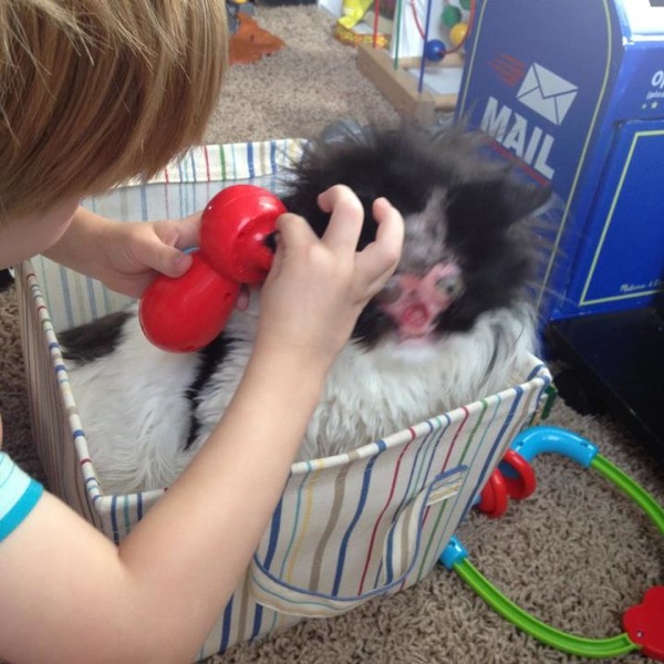 no-face-cat-survived-terrible-accident-now-full-life-5