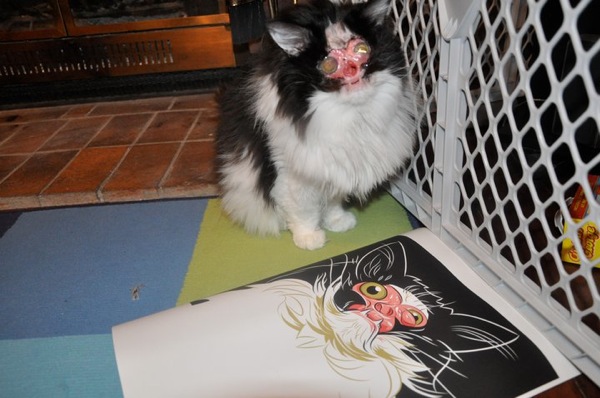 no-face-cat-survived-terrible-accident-now-full-life-7