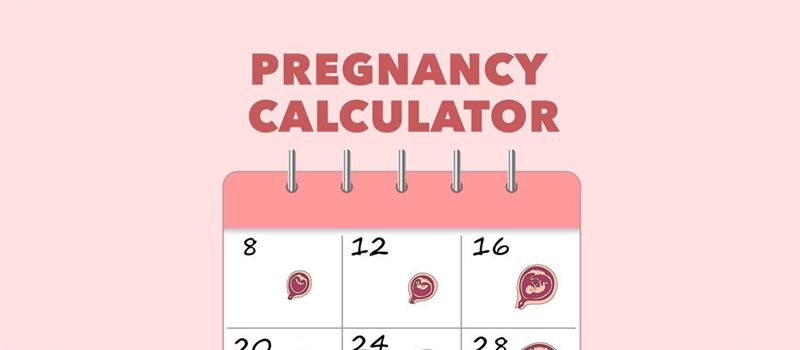 Useful Pregnancy Calculators - Calculate the Date of ...