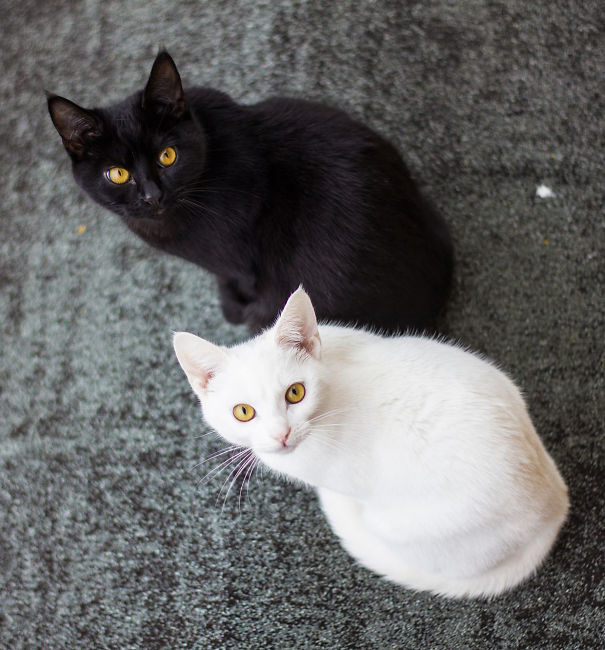 ying-yang-black-white-cats-look-purrrrfectly-together-10