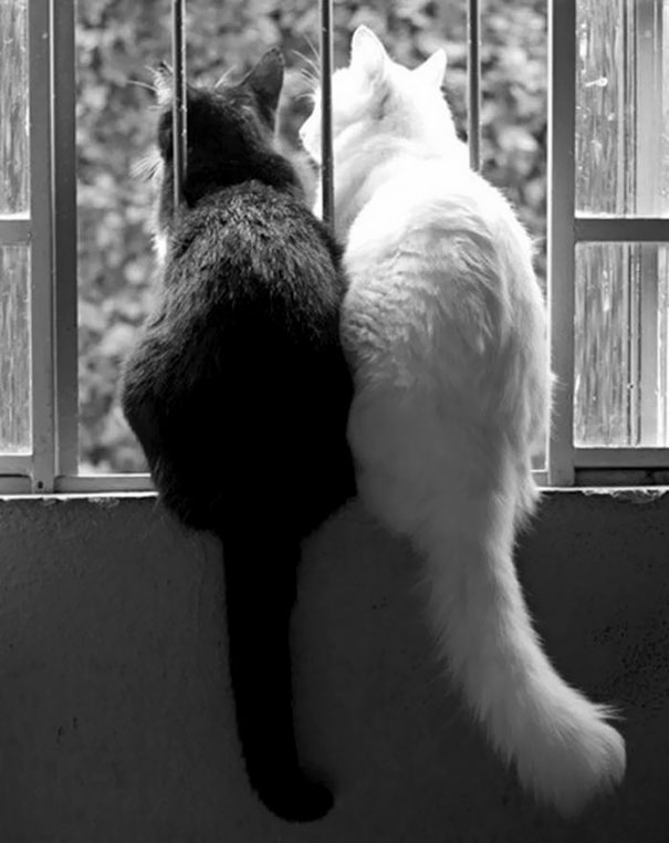 ying-yang-black-white-cats-look-purrrrfectly-together-11