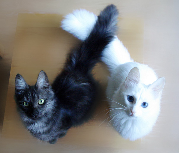 ying-yang-black-white-cats-look-purrrrfectly-together-12