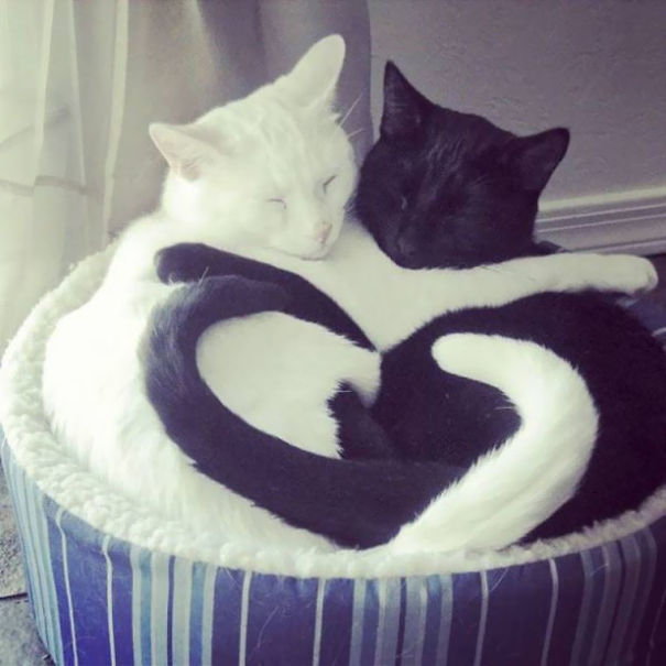 ying-yang-black-white-cats-look-purrrrfectly-together-2