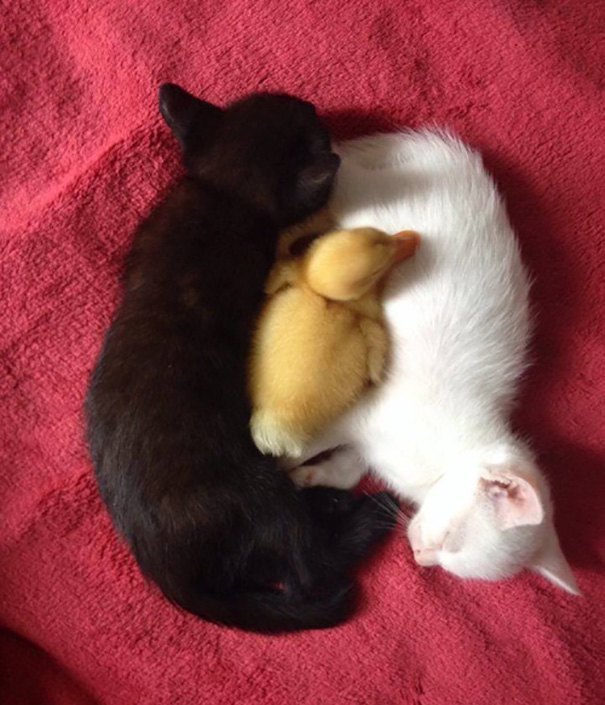 ying-yang-black-white-cats-look-purrrrfectly-together-3
