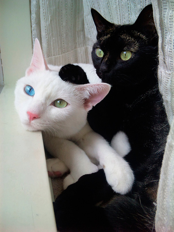ying-yang-black-white-cats-look-purrrrfectly-together-4