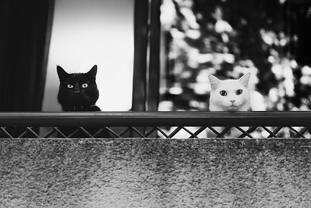 ying-yang-black-white-cats-look-purrrrfectly-together-5