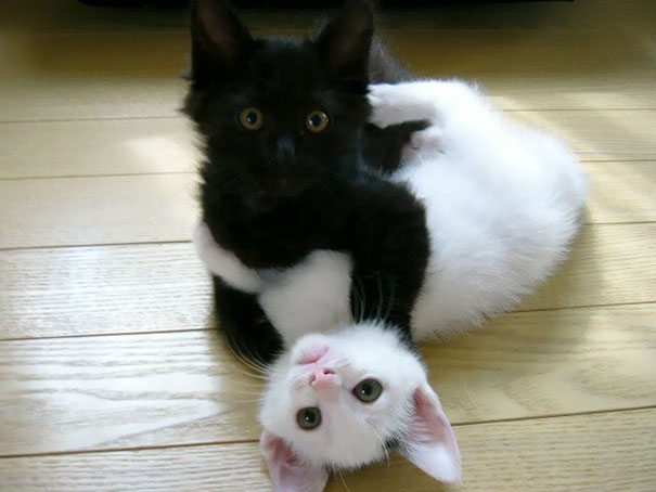 ying-yang-black-white-cats-look-purrrrfectly-together-7