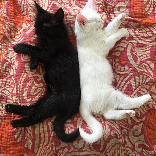 ying-yang-black-white-cats-look-purrrrfectly-together-8