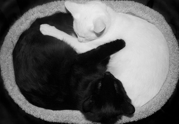 ying-yang-black-white-cats-look-purrrrfectly-together-9