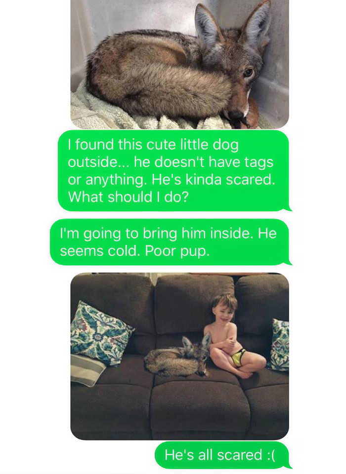 a-woman-texted-her-husband-she-brought-home-a-stray-puppy-it-turned-out-it-was-a-coyote-1