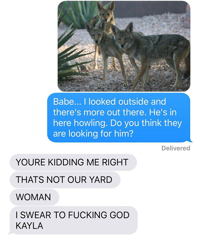 a-woman-texted-her-husband-she-brought-home-a-stray-puppy-it-turned-out-it-was-a-coyote-11