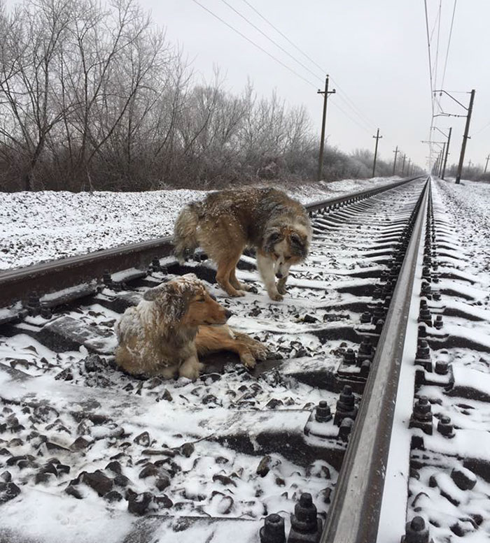 dog-run-train-gets-rescued-furry-friend-1