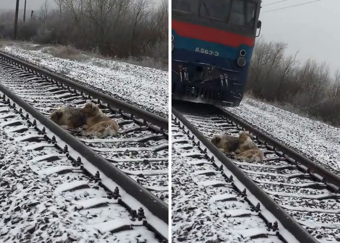 dog-run-train-gets-rescued-furry-friend-2