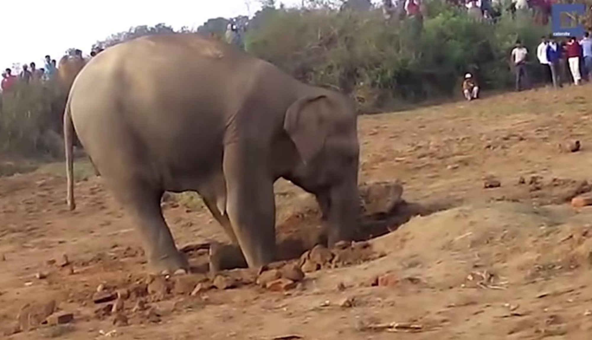 mothers-love-elephant-spent-11-hours-digging-baby-well-1