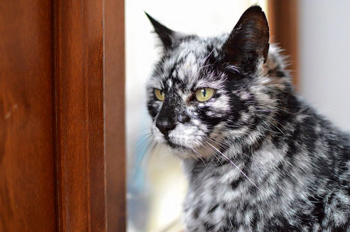 this-19-year-old-cat-has-a-unique-fur-due-to-a-rare-skin-condition-1