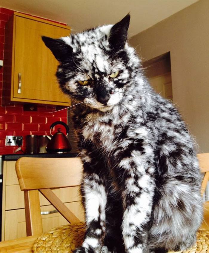this-19-year-old-cat-has-a-unique-fur-due-to-a-rare-skin-condition-3