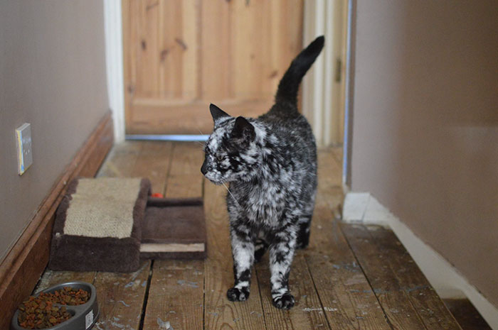 this-19-year-old-cat-has-a-unique-fur-due-to-a-rare-skin-condition-5