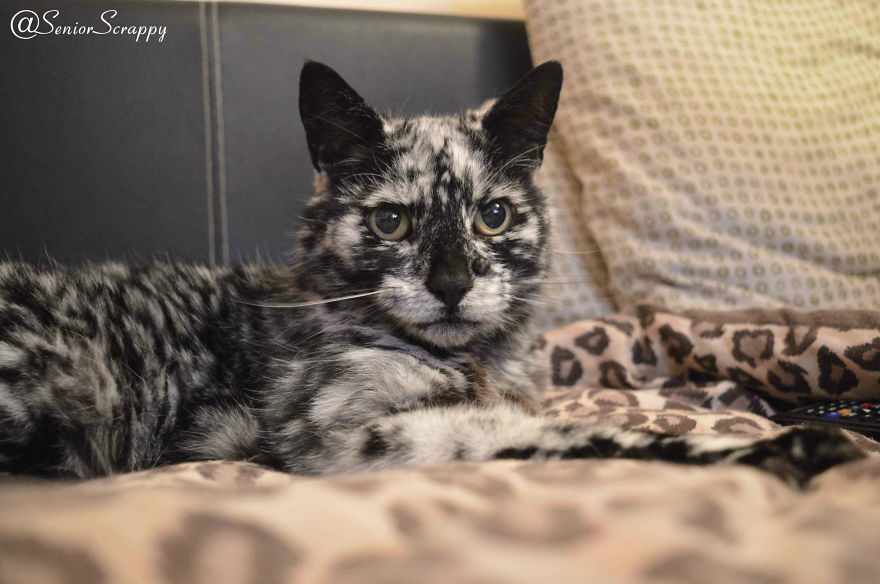 this-19-year-old-cat-has-a-unique-fur-due-to-a-rare-skin-condition-6