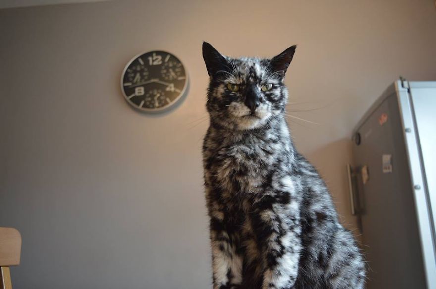this-19-year-old-cat-has-a-unique-fur-due-to-a-rare-skin-condition-7
