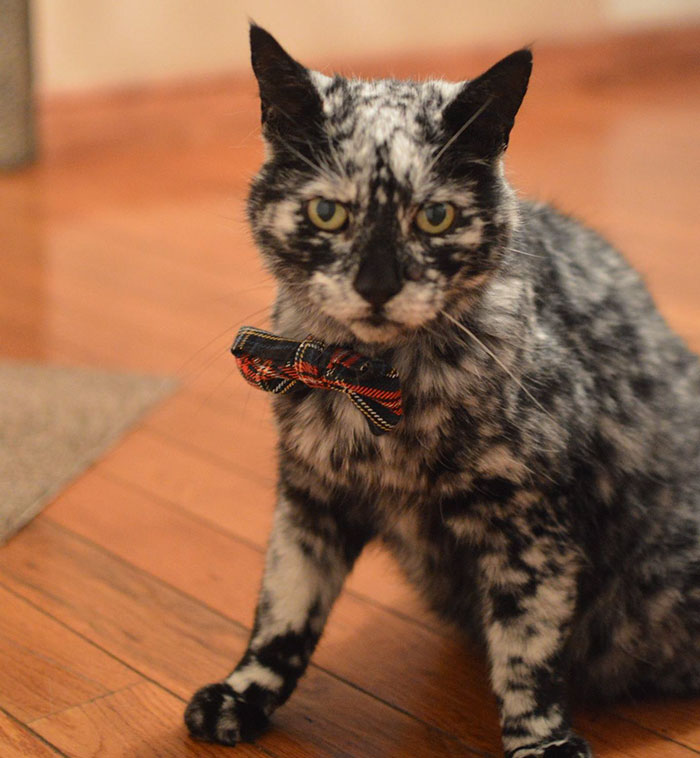 this-19-year-old-cat-has-a-unique-fur-due-to-a-rare-skin-condition-8