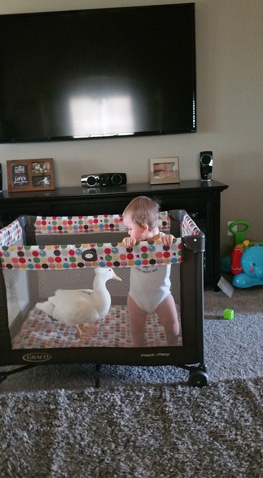 a-little-boy-and-his-loving-duck-are-best-friend-2