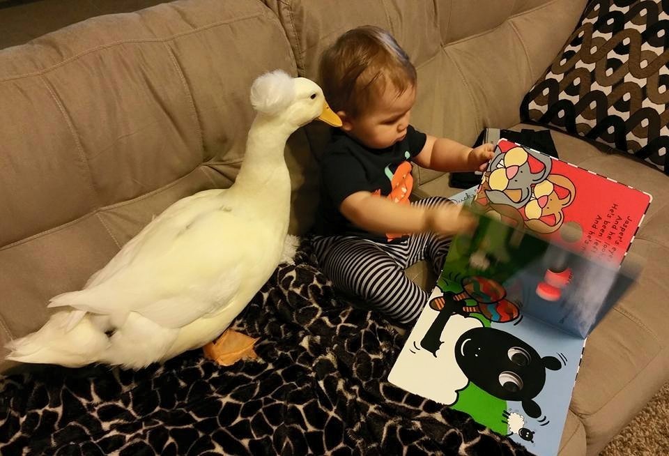 a-little-boy-and-his-loving-duck-are-best-friend-6