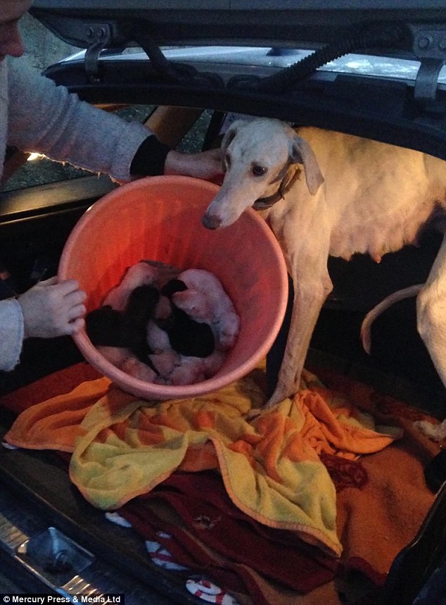 mother-dog-with-a-broken-leg-led-a-vet-2-miles-to-save-her-puppies-2